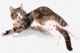 Breeding And Caring For Your Pregnant Cat Cat Birth Pregnant Cat Cat Care