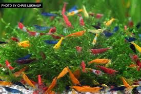 Overview Of Freshwater Dwarf Shrimp Popular Species Tank Requirements Feeding And More Freshwater Aquarium Shrimp Shrimp Tank Fresh Water Fish Tank
