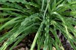 Image result for Chlorophytum macrosporum