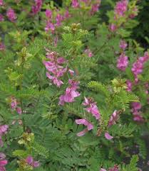 Image result for Indigofera