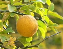 Image result for Citrus trifoliata