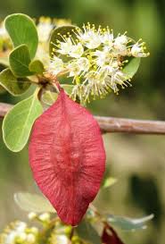 Image result for Terminalia prunioides