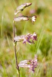 Image result for Silene kiwuensis