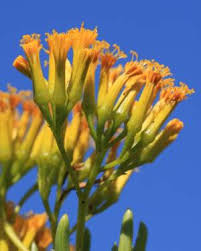 Image result for Senecio barbertonicus