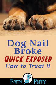Pin On Dog Care Tips