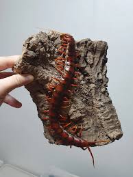 Image result for Sartidia angolensis