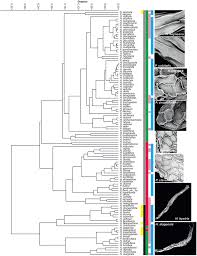 Image result for Holothrix aphylla