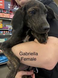 Hi my name is Duke!!! I am a German Shepherd, Malinois mix which means I  have TONS of energy. I'm well behaved in a crate, I love going for walks,  playing fetch