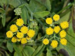 Image result for costmary