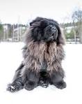 The Esteemed Blue Chow Chow - National Purebred Dog Day®