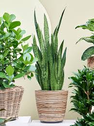 Image result for Sansevieria nilotica