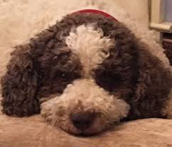 Maybe you would like to learn more about one of these? Lagotto Romagnolo Puppies Ohio Bmo Show