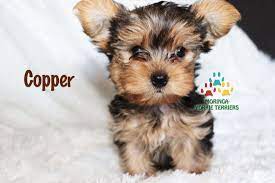 Yorkie Puppies For Sale Quality Tiny Teacup Toy Puppies Yorkies For Sale Southern Califorina Boutique B Yorkie Puppy For Sale Teacup Yorkie Puppy Yorkie Puppy