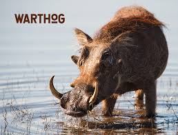 Cctv footage shows the boar attacking an elderly man who fell on the ground, as his four family members try to distract it using shovels. How To Survive A Wild Boar Attack Hog Basic Safety Tips