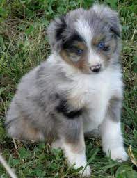 With strong herding instincts, this breed is active and alert to details. Blue Merle Toy Mini Minature Australian Shepherd Aussie Puppy Australian Shepherd Dogs Australian Shepherd Aussie Dogs