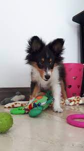 Anina Mi Sheltiede 2 Meses Y Medio Sheltie Sheltie Puppy Border Collie