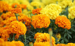 Mosquito Repelling Plants Mosquito Plants Fragrant Plant