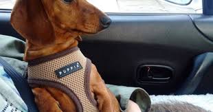 Lettice Update Liberty London Girl Dachshund Puppies Dachshund Puppy Miniature Dachshund Dog