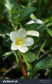 Image result for Ludwigia adscendens