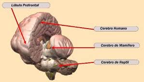 Resultado de imagen de neocortex cerebro