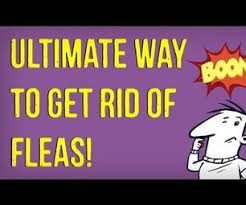 Kill Fleas With Baby Powder Kill Fleas On Dogs Fleas Fleas In Yard