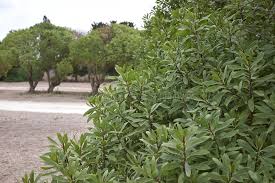 Image result for Myoporum laetum