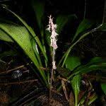 Image result for Epipogium roseum