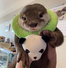 Daily Otters Cute Little Animals Otters Cute Cute Baby Animals