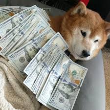 A collection of the top 47 doge wallpapers and backgrounds available for download for free. This Is Cash Doge Upvote In The Next 12 Seconds And You Will Receive Much Riches In The Next 3 Days Wow Album On Imgur