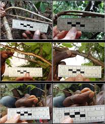 Image result for Grewia rugosifolia