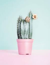 Cacti Aesthetic Dump Simply Aesthetic Amino #cactus #cacti #aesthetic #greenaesthetic #tumblr #cactusplant #plant #green #kawaii sticker by demi. cacti aesthetic dump simply aesthetic