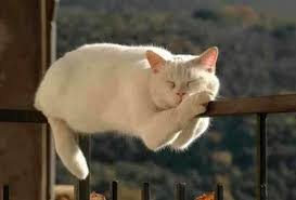 En Garip Sekilde Uyuyan 58 Kedi Cok Sirin Hayvanlar Guzel Kediler Kediler Ve Yavrulari