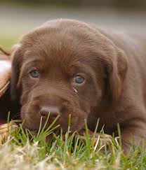 I previously taught assistant animal lab technician training at a local technical college and several science courses at tuskeger university. Dog Breeders Obedience And Retriever Training Throughout Tn Ms