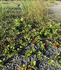 Image result for Crossopetalum