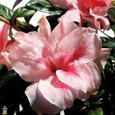 Autumn Belle Encore Azalea Care Flowering Shrubs Azalea Shrub Shrubs For Sale