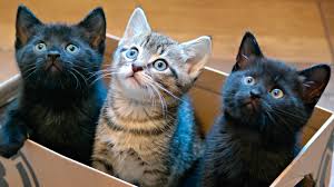 Book an appointment to meet adoptable cats. Top 5 Cat Adoption Tips Pet Health Insurance Tips
