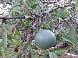Image result for Strychnos madagascariensis