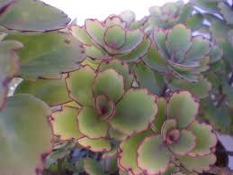 Kalanchoe Laxiflora Milky Widow S Thrill World Of Succulents Succulents Plants Succulent Landscaping