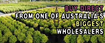 While it doesn't knock me out like my thc based tincture does, it does relax the back (sorry, had to do it) enough for me to move around during the day while being mostly pain free. Budget Wholesale Nursery Sydney