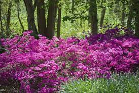Pin By Elaine Lile On Gardening Shade Plants Trees To Plant Garden Flower Beds