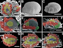 Image result for Antopetitia abyssinica