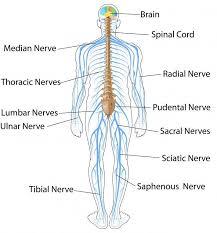 Http Www Aplustopper Com Nervous System Sense Organs Icse Solutions Class 10 Biology Nervous System Diagram Nervous System Activities Nervous System Anatomy