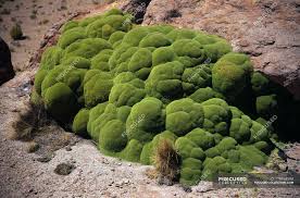 A slurry is a mixture of chopped moss and a. Green Moss Formation Growing On Rocks Growth Andes Stock Photo 178869398