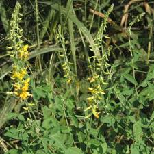 Image result for Crotalaria platysepala