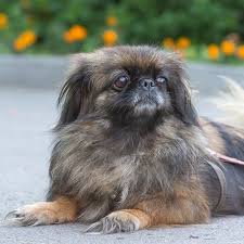 See more ideas about pekingese, crossbreed, dog breeds. Pekingese Pdsa