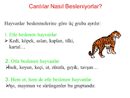 Benim Essiz Yuvam H Er Canlinin Bir Yuvaya Ihtiyaci Vardir Canlilar Yuvalarinda Y Avrular Y Avrularini Buyutur S Oguktan Sicaktan Ve T Ehlikelerden Ppt Indir