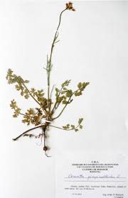 Image result for Oenanthe