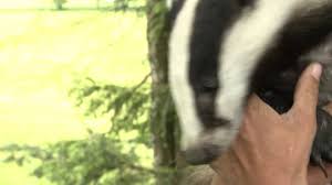 Lachender Dachs Laughing Badger Animals