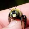 Yet, it is important that you know that which black and yellow creature is nesting in your yard table of contents. 1