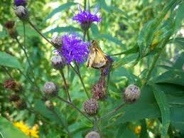 Image result for Vernonia suprafastigiata